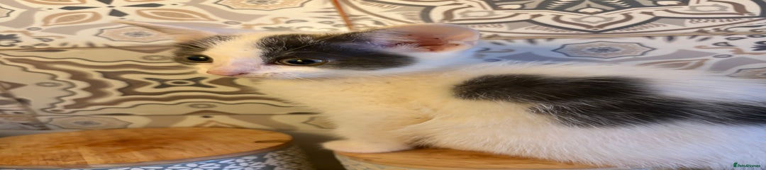 Mixed Breed Kitten 4