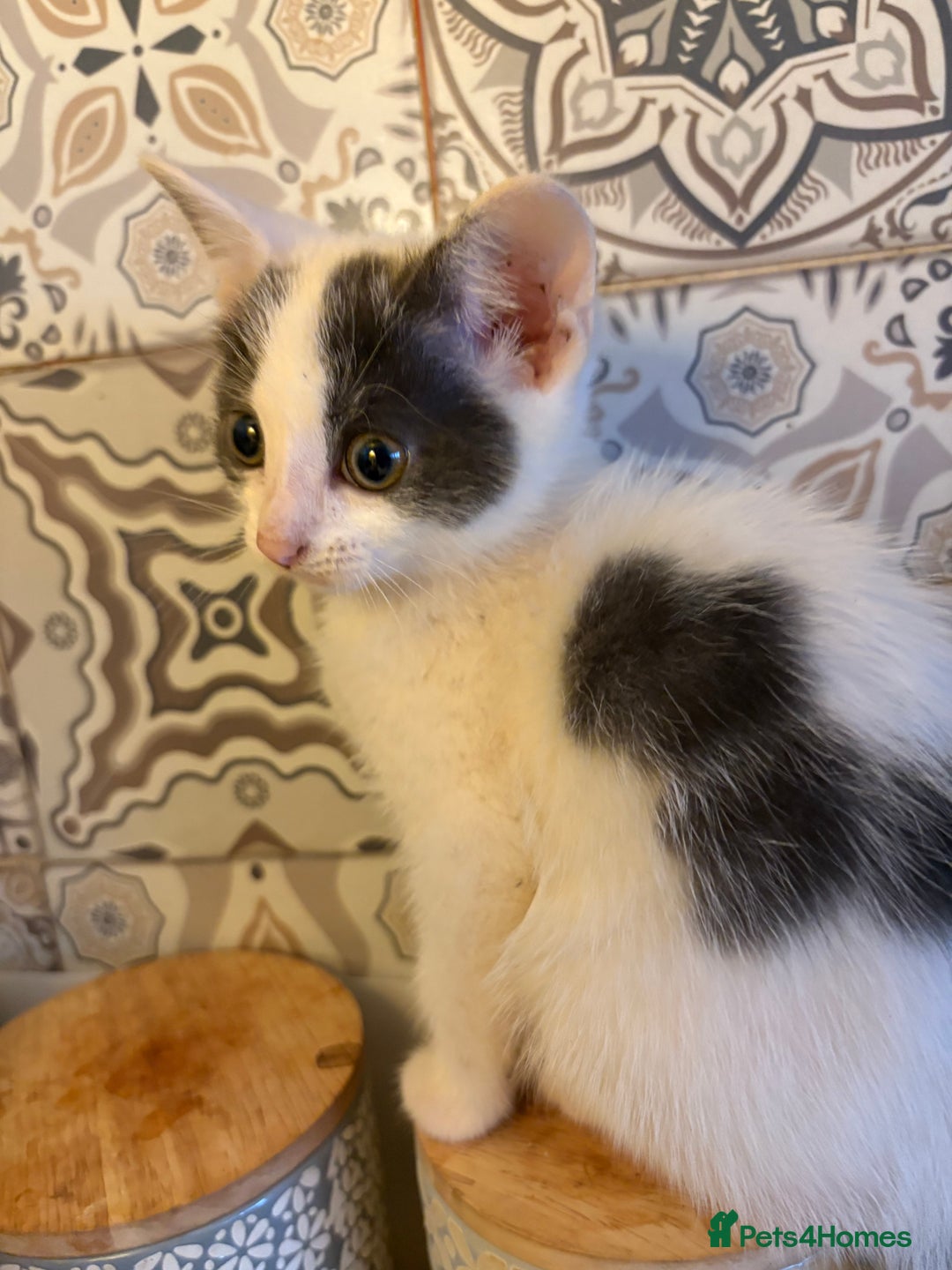Mixed Breed cats for sale: Kittens  - Image 4