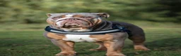English Bulldog dogs for stud: SULLY - ENGLISH BULL DOG KC Registered for Stud - Advert 5