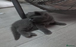 Russian Blue cats for sale: British blue short haired kittens - Image 17
