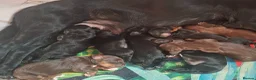 Sprocker dogs for sale: 8 gorgeous sprocker puppies in Ottery Saint Mary - Advert 5