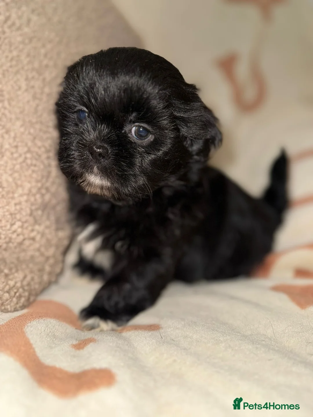 Shih Tzu dogs for sale: Stunning Black Shih Tzu Puppies - Advert 15