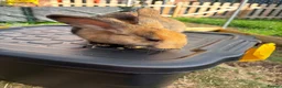 Mixed Breed rabbits for sale: 3 male rabbits and full set up  in Bristol - Advert 12