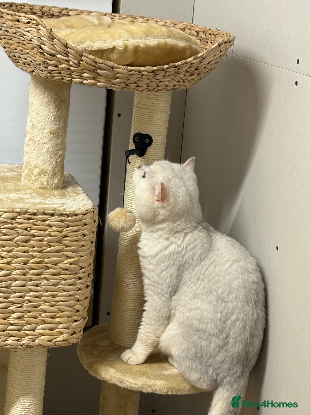 British Shorthair cats for stud: Poland imported tica registered BRI NS 12 Silver - Advert 6