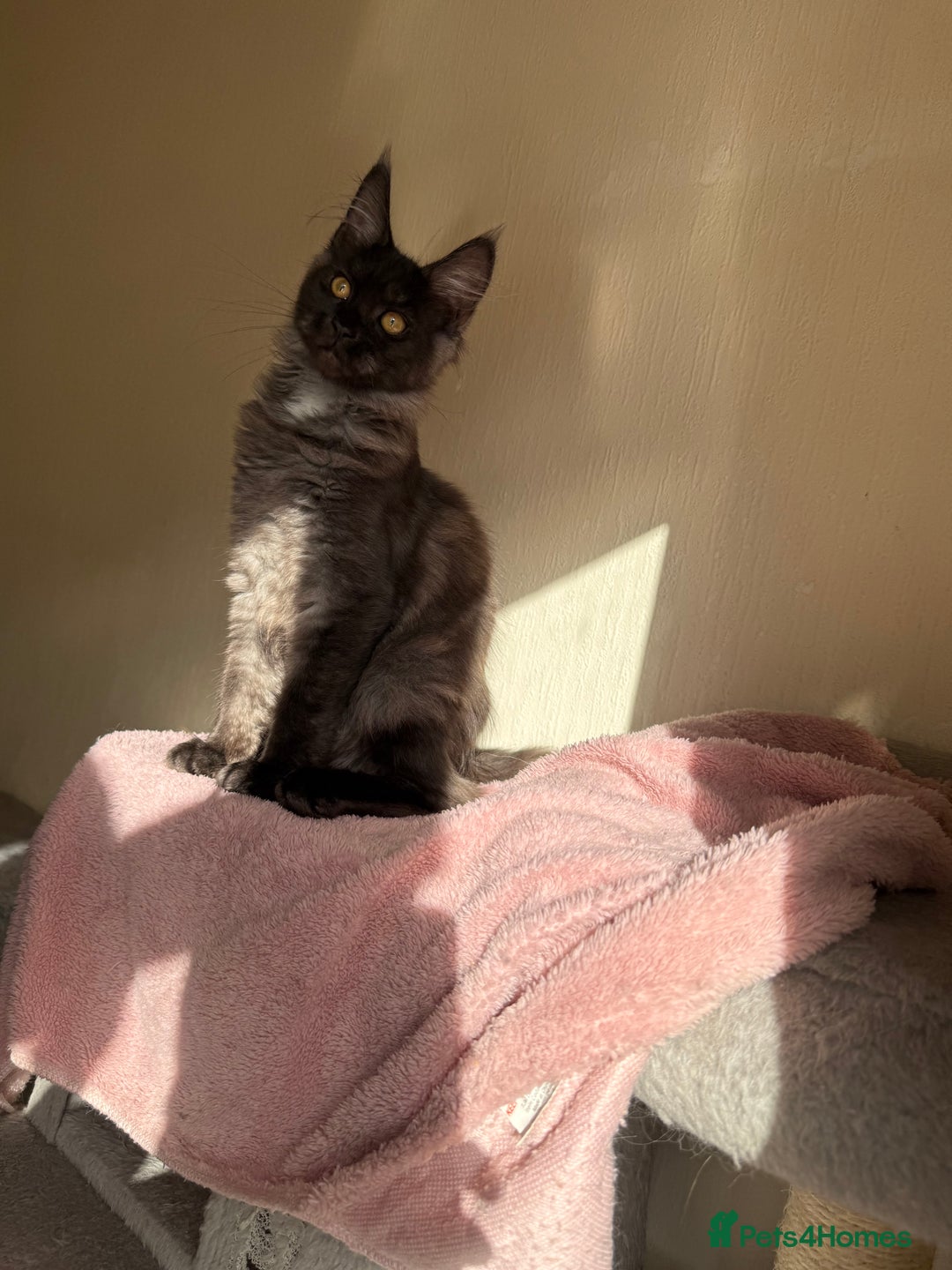 Maine Coon cats for sale: Pedigree GCCF Russian Import line Maine Coons - Image 14