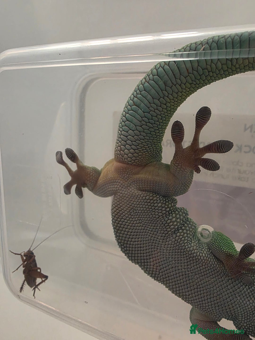 Gecko reptiles for sale: Female Madagascar high red giant day gecko - Image 7