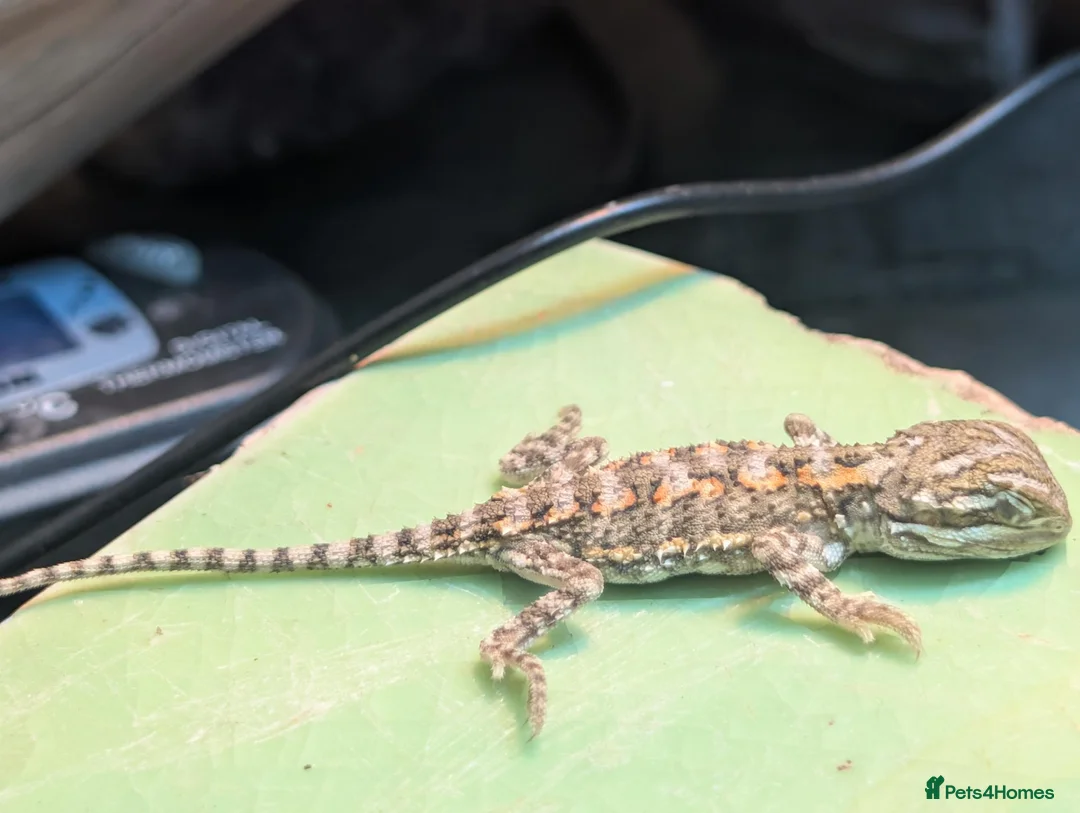 Bearded Dragon reptiles for sale: 11 Baby Rankin Dragons  in Nottingham - Advert 9
