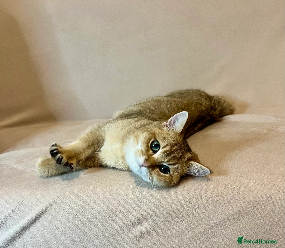 British Shorthair cats for sale: 🐾 Purebred BSH Golden kitten 🐾  - Advert 2