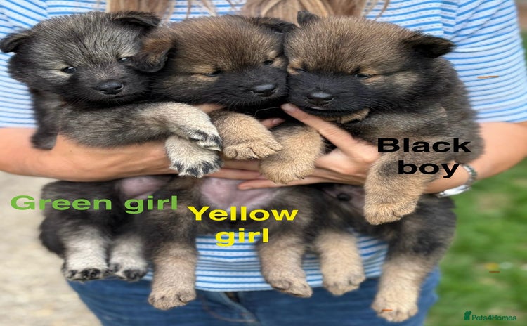 Eurasier dogs - Advert 1