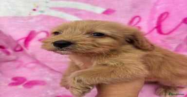 Cockapoo dogs - Advert 16