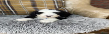 Old English Sheepdog Puppy 2