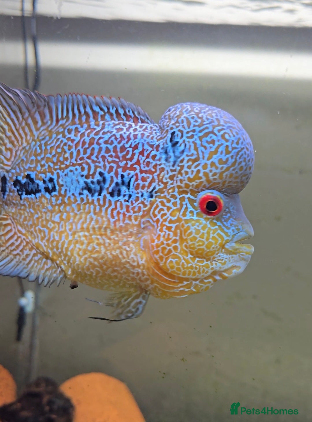 Cichlids fish for sale: Zhen zue male flowerhorn  - Image 3