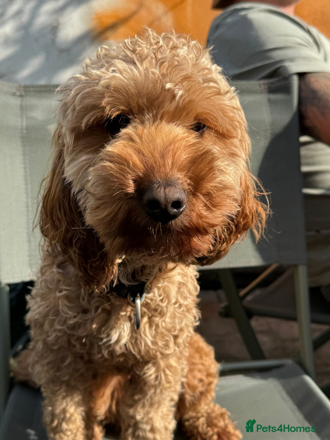 Cockapoo dogs for sale: Cockapoo male - Advert 5