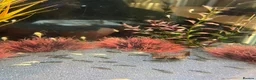 Plecos fish for sale: Home-Bred Bristlenose Plecos - Advert 4