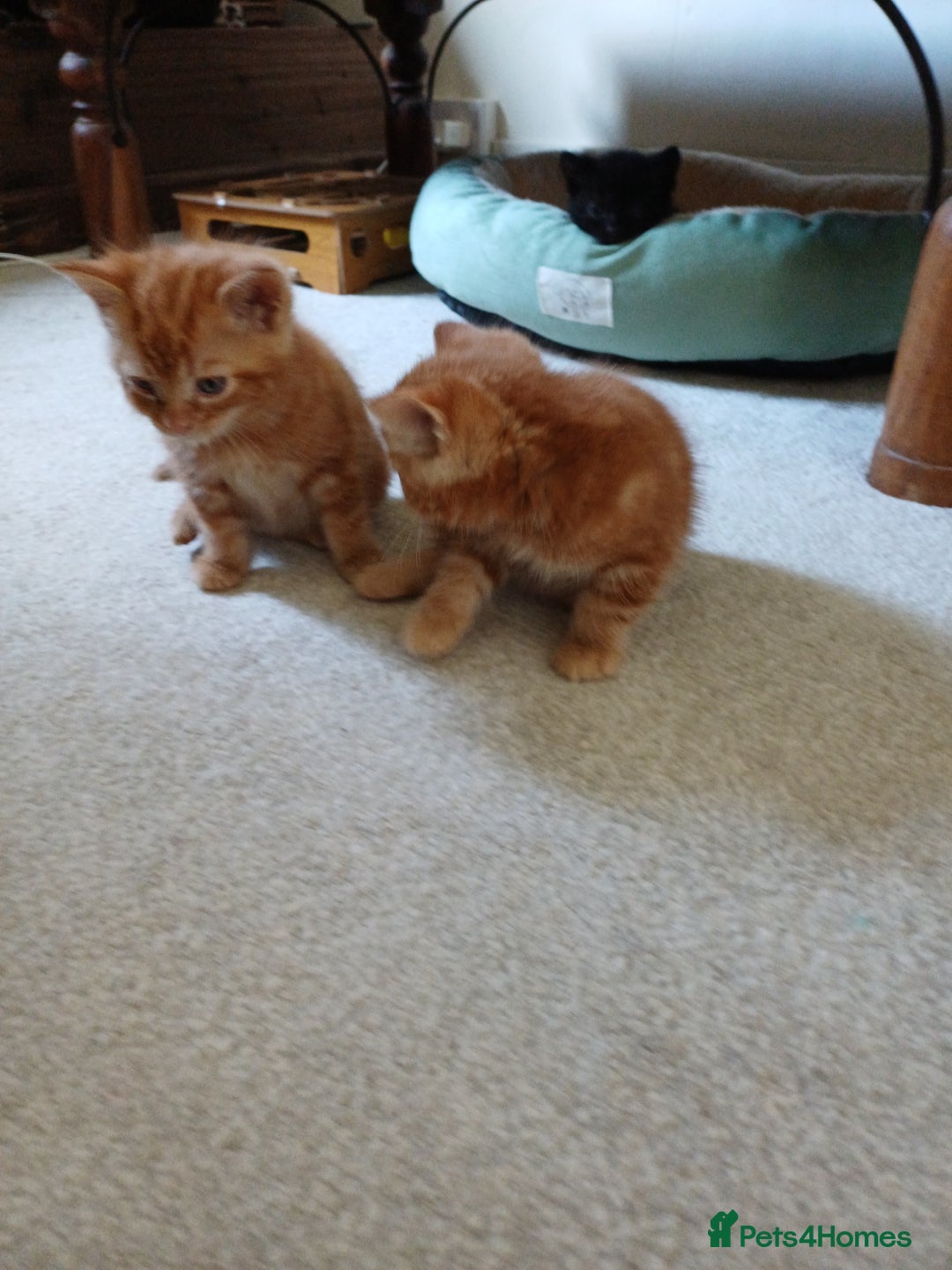 European cats for sale: 4 Adorable Kittens😻 Ready for Loving homes - Image 12