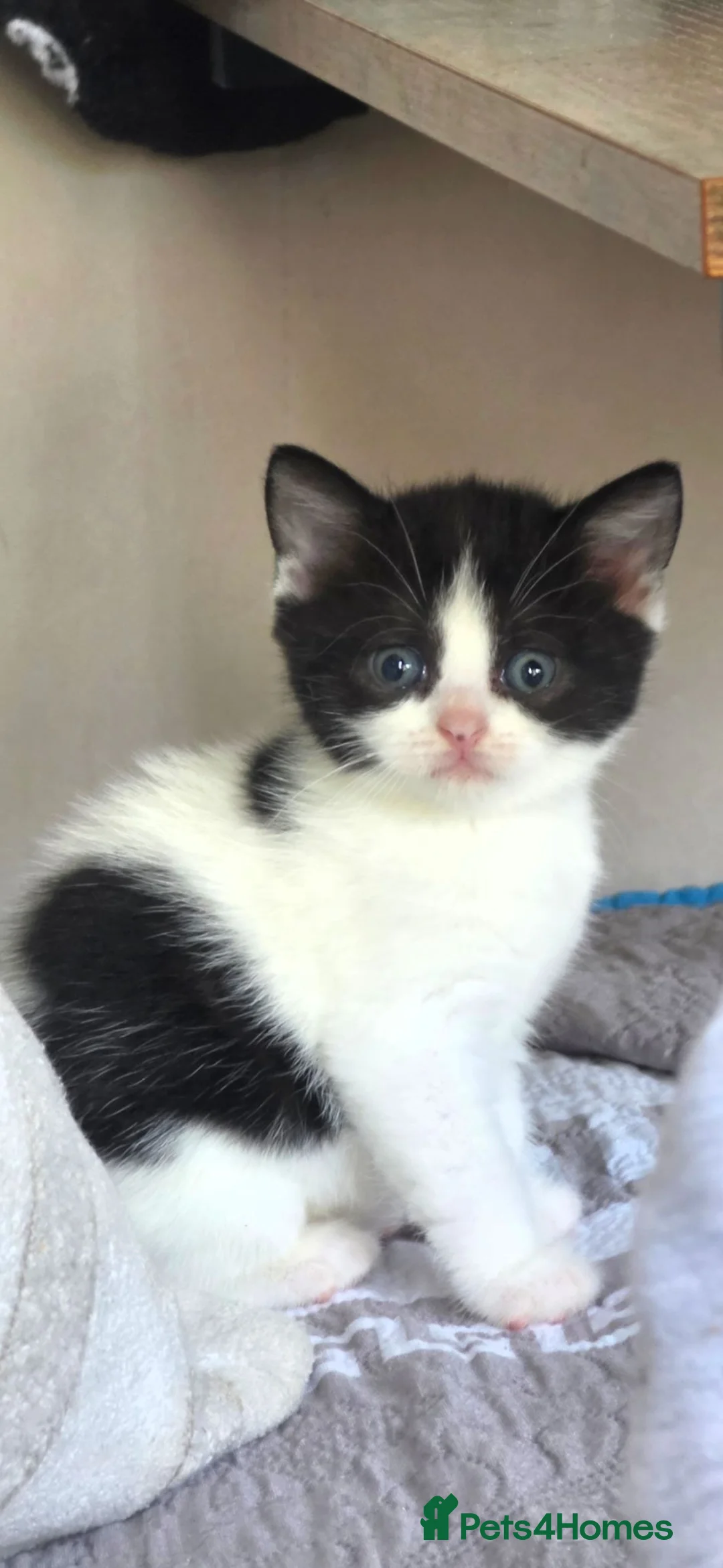 British Shorthair cats for sale: British shorthair kittens - Advert 1