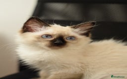 Ragdoll cats for sale: Ragdoll Crystal chocolate point female  - Image 11