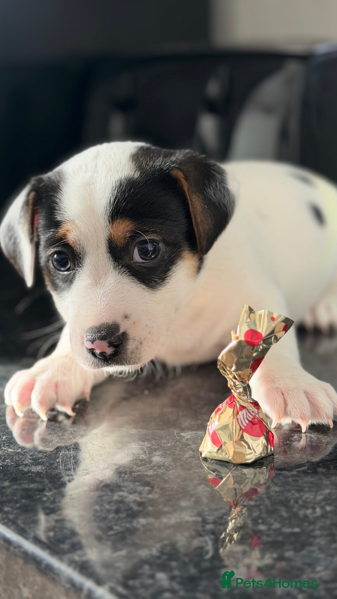 Jack Russell dogs for sale: Male Jack Russell  - Advert 12