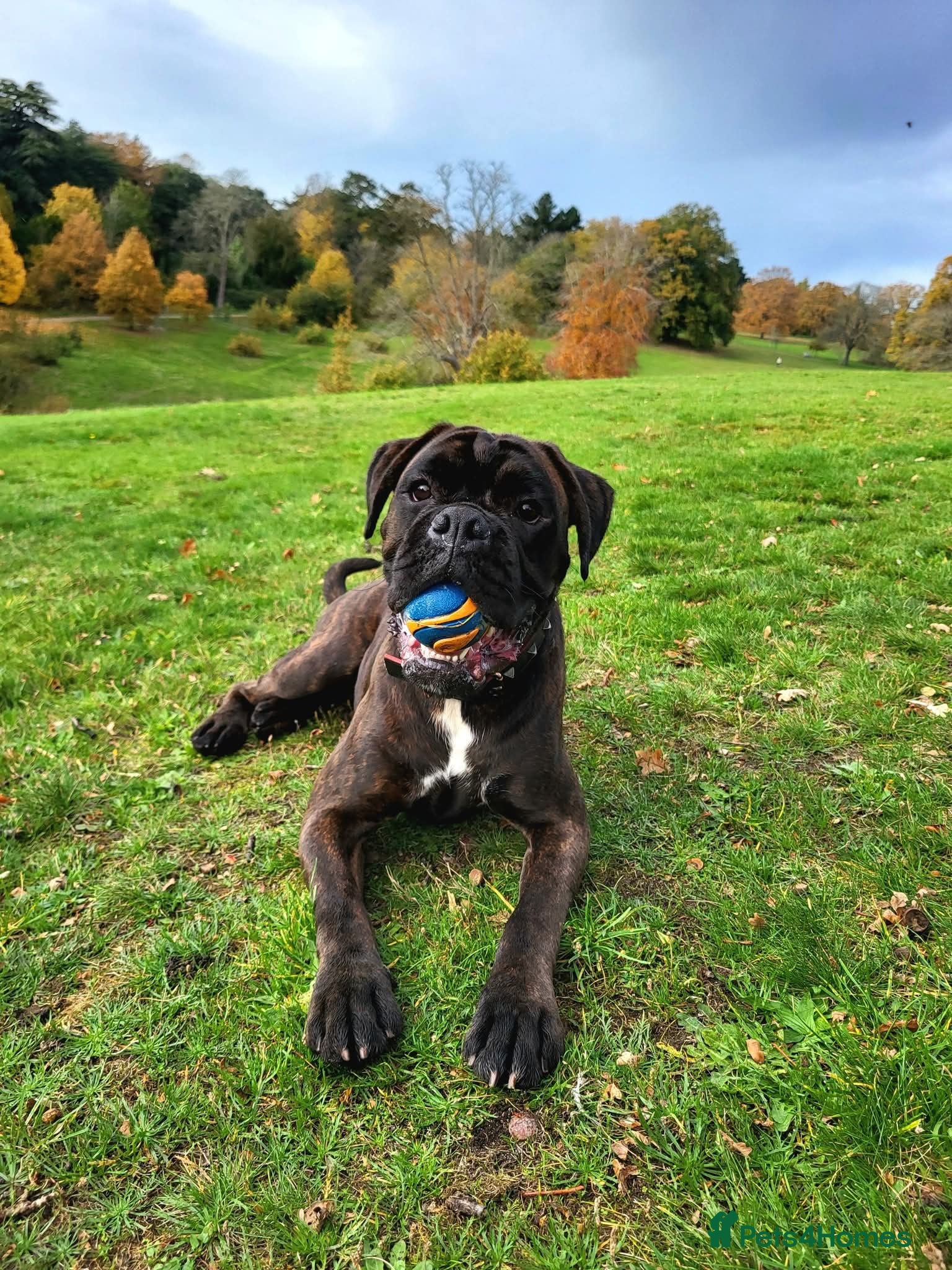 Boxer dogs  PROVEN KC Registered  Boxer Stud - Advert 1