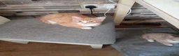 Mixed Breed cats for sale: girl and boys - Advert 3