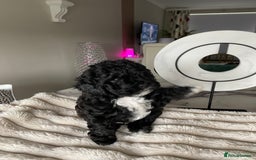 Shihpoo dogs for sale: F1B Toy Poodle 🔥 **READY TO GO** in Glasgow - Image 4