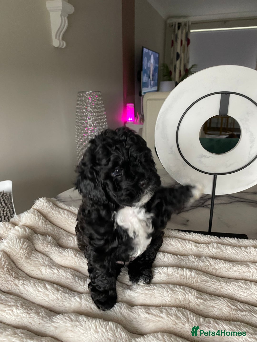 Shihpoo dogs for sale: F1B Toy Poodle 🔥 **READY TO GO** in Glasgow - Image 4