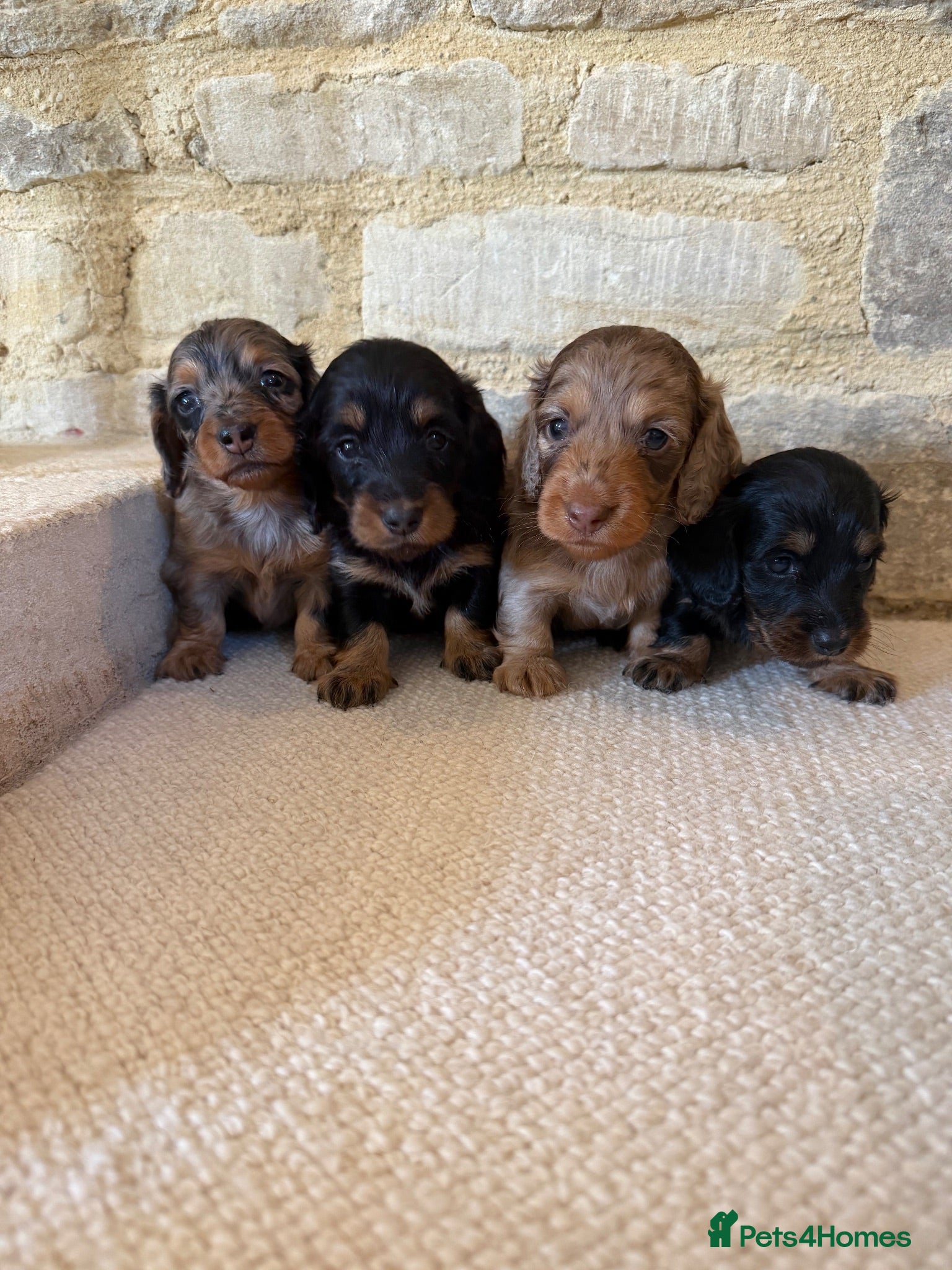 Miniature Dachshund dogs KC Long Haired Miniature Dachshund Puppies - Advert 10