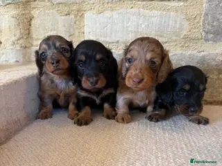 Miniature Dachshund dogs KC Long Haired Miniature Dachshund Puppies - Advert 10