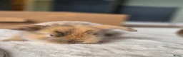 Mixed Breed rabbits for sale: Gorgeous bunnies for sale - Advert 37