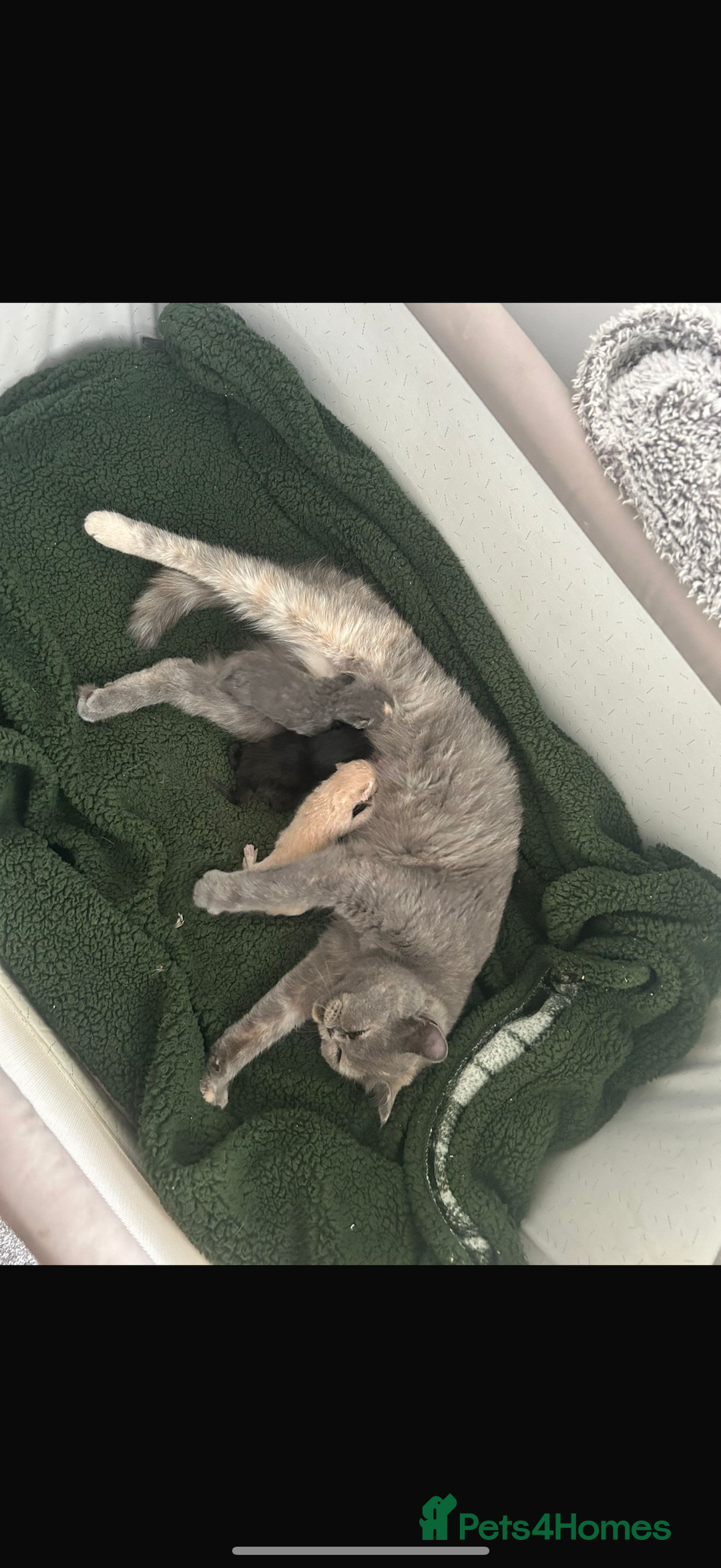 British Shorthair cats for sale: Black British Shorthair-Persian-cross - Image 4