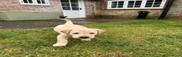Labrador Retriever dogs for sale: Golden Labrador puppy  in Petworth - Advert 6