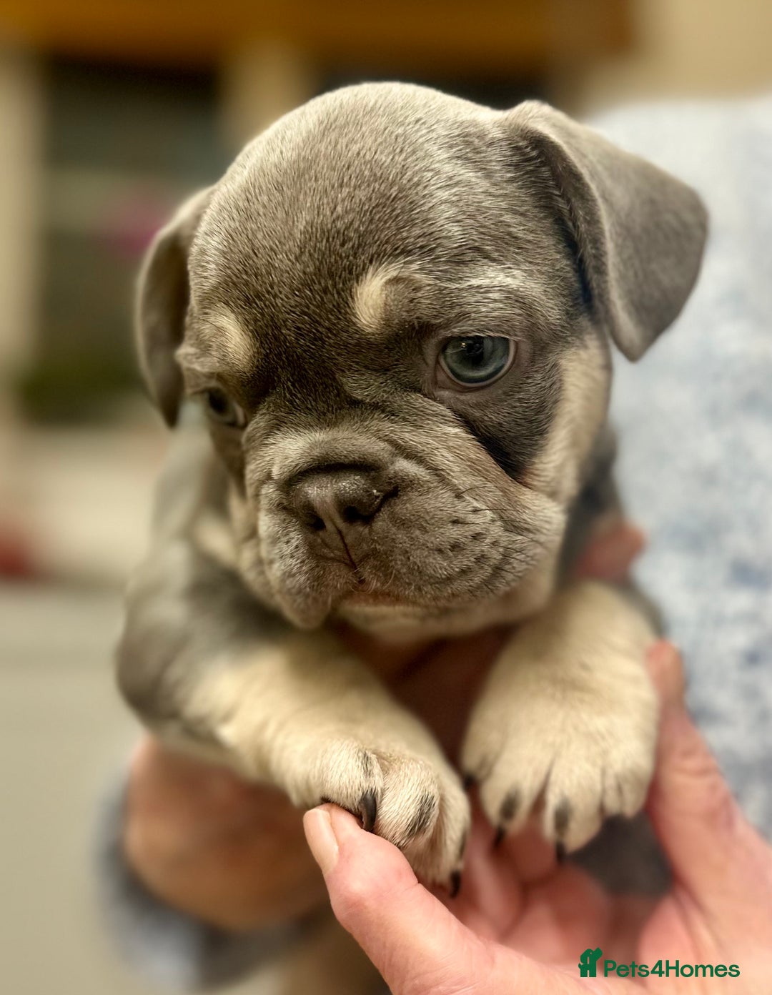 French Bulldog dogs for sale: French Bulldog Puppies  - Advert 10