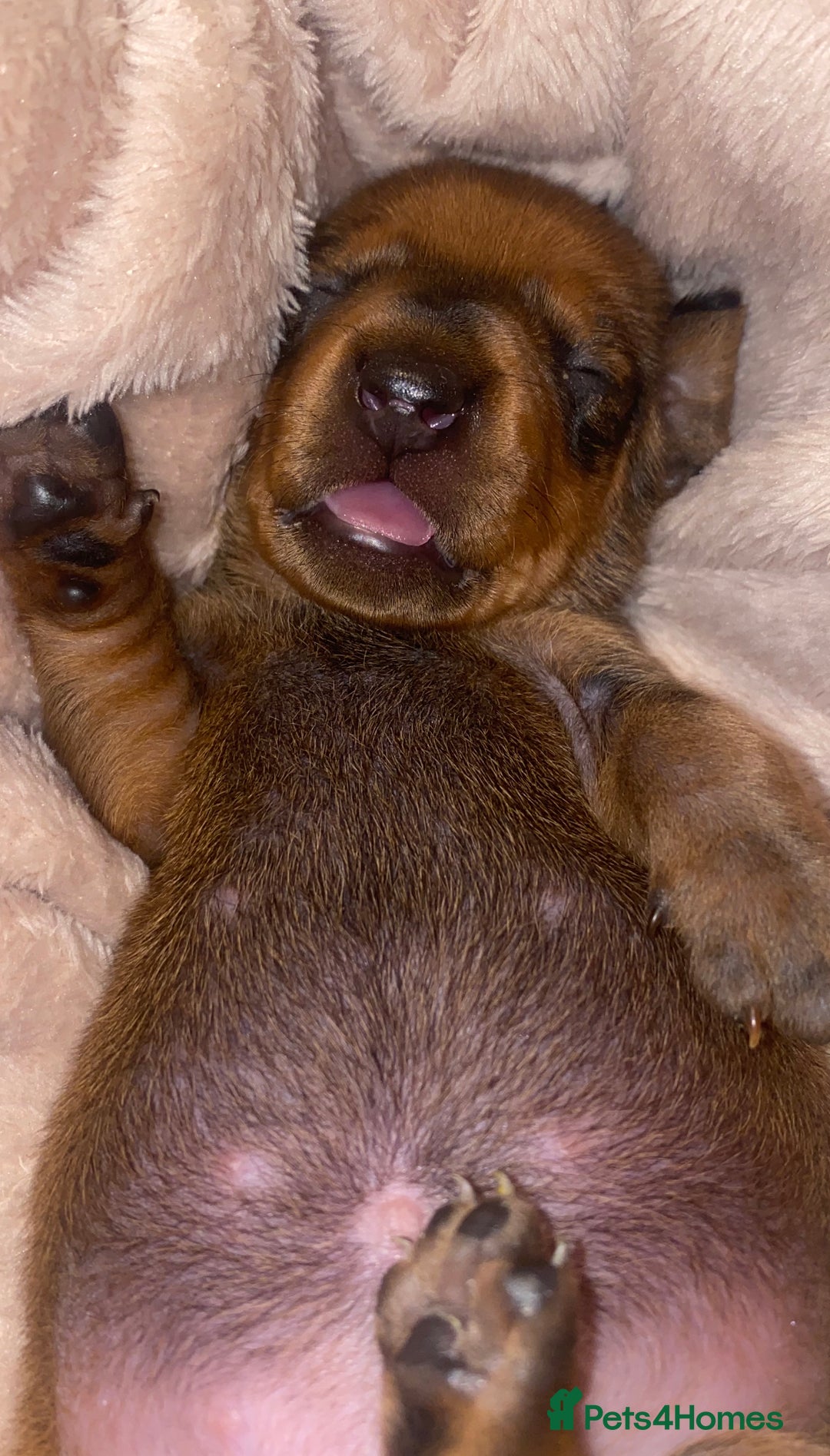 Dachshund dogs for stud: Kc registered standard smooth stud  in Newton Abbot - Image 36