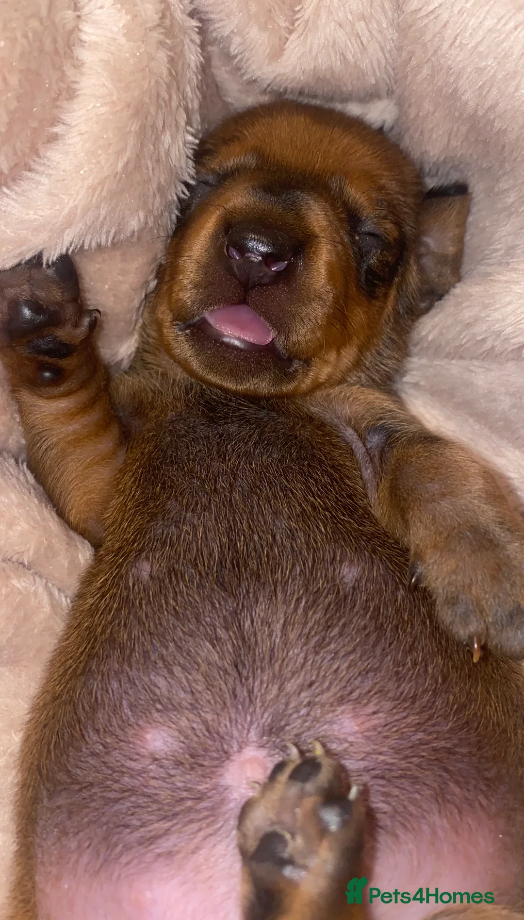Dachshund dogs for stud: Kc registered standard smooth  in Newton Abbot - Advert 36