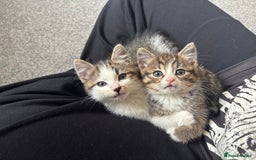 Mixed Breed cats for sale: Mixed Kittens - Image 4