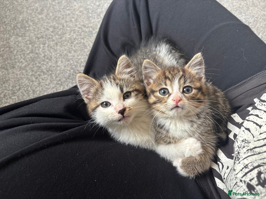 Mixed Breed cats for sale: Mixed Kittens - Image 4