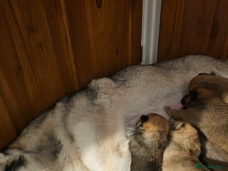 Mixed Breed dogs Chowsky chow chow x siberian husky read1y to go - Advert 4