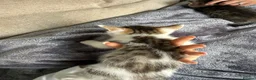 Mixed Breed cats for sale: 7 gorgeous mixed breed kittens  - Advert 21