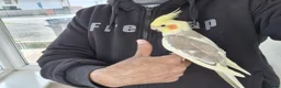 Cockatiels birds for sale: Super Hand Tamed cockatiel for sale  - Advert 2