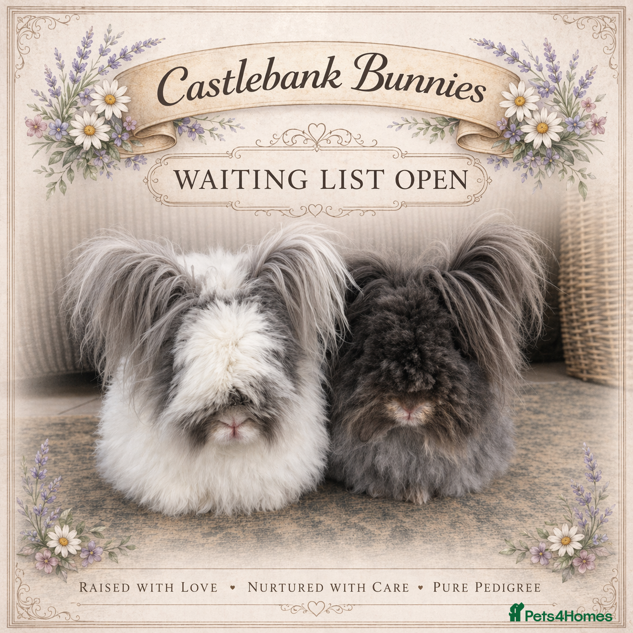 Angora rabbits English Angora Babies - Advert 3