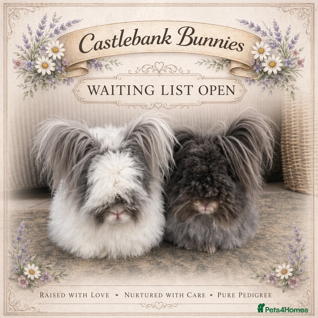 Angora rabbits for sale: English Angora Babies - Advert 1