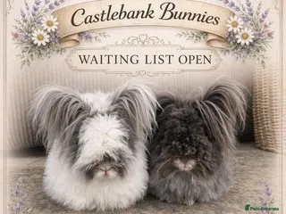 Angora rabbits English Angora Babies - Advert 2