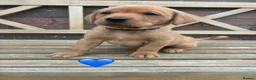 Labrador Retriever dogs for sale: Stunning Fox Red & Golden Labrador Puppies - Advert 23