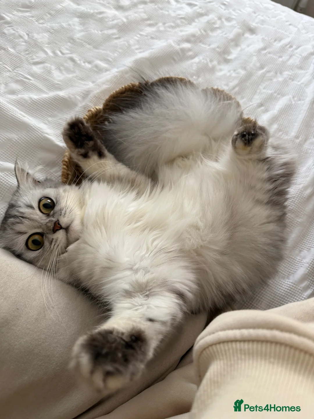 Persian cats for sale: Kiwi  in Preston - Advert 2