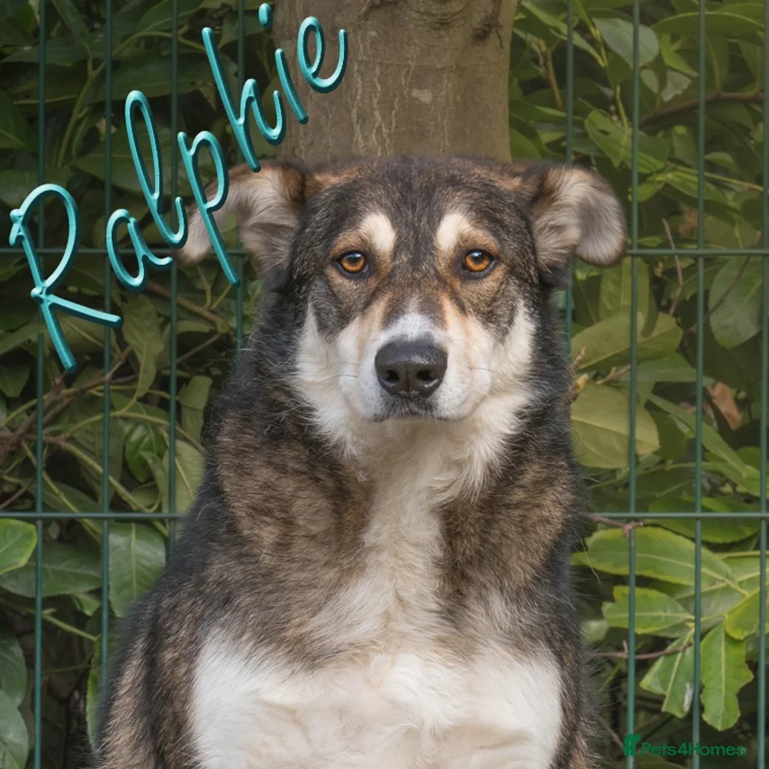 Mixed Breed dogs for adoption: Ralphie - Advert 1