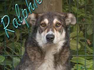 Mixed Breed dogs Ralphie - Advert 1
