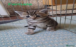 British Shorthair cats for sale: Tabby Female, White Tabby Male Kittens 4wks old - Image 4