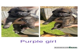 German Shepherd dogs for sale: 8 beautiful long haired German shepherd puppies  - Image 6