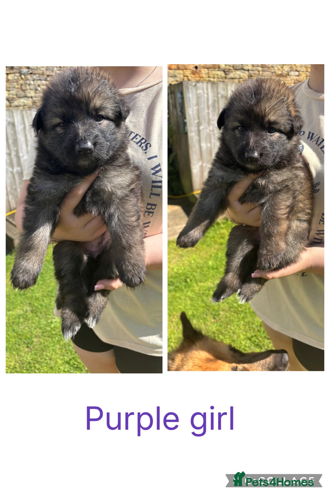 German Shepherd dogs for sale: 8 beautiful long haired German shepherd puppies  - Image 6