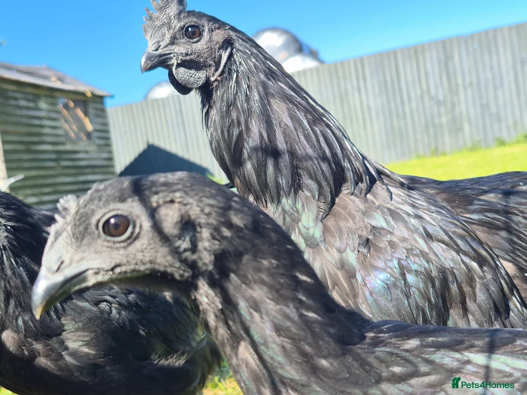 Chickens poultry for sale: AYAM CEMANI ROOSTERS  in Holywell - Advert 2
